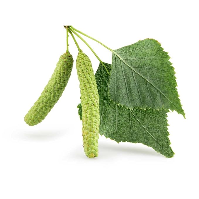 Biokoma Pure and Organic Birch Dried Leaves 50g (1.76oz) Detox Digestion Immunity Boost Resealable Moisture Proof Pouch USDA Certified Organic Herbal Tea No Additives No Preservatives No GMO Kosher