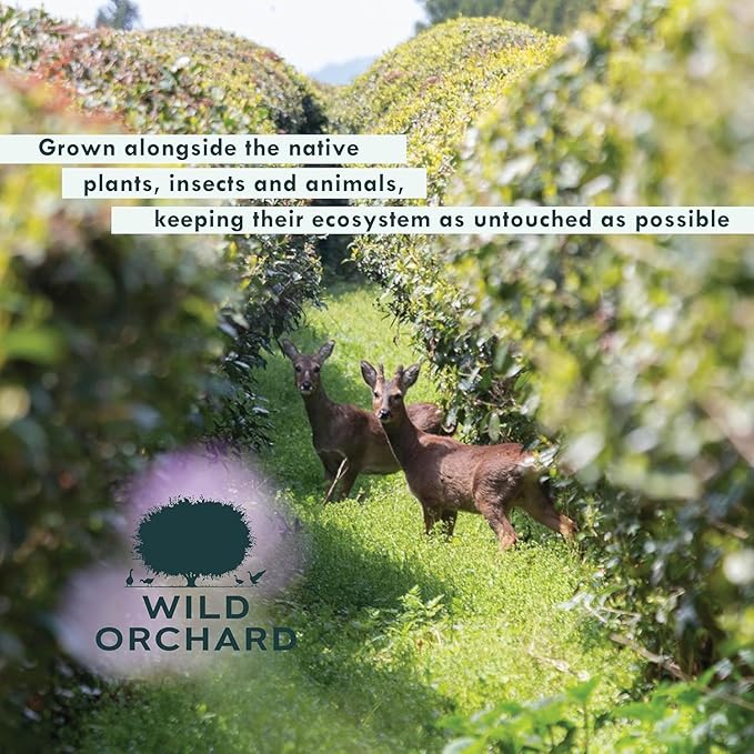Wild Orchard Regenerative Organic Certified Flavored Green Tea - Sunday Brunch (12 Tea Bags) - With Delicate Flower Petals - Regeneratively Cultivated on Jeju Island in South Korea